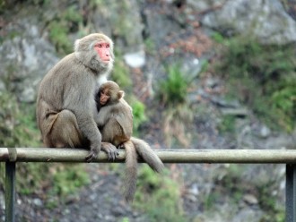 01-Monkeys